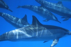 Nager avec les dauphins à Sataya : quel bonheur !